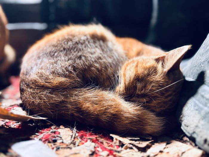 Просто рыжий кот