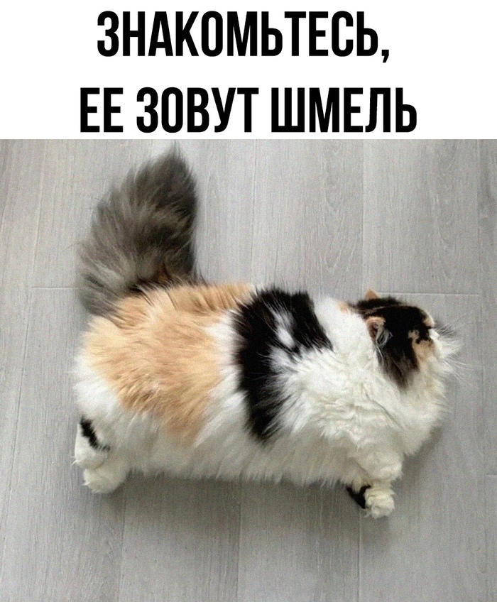 Кость пушистая