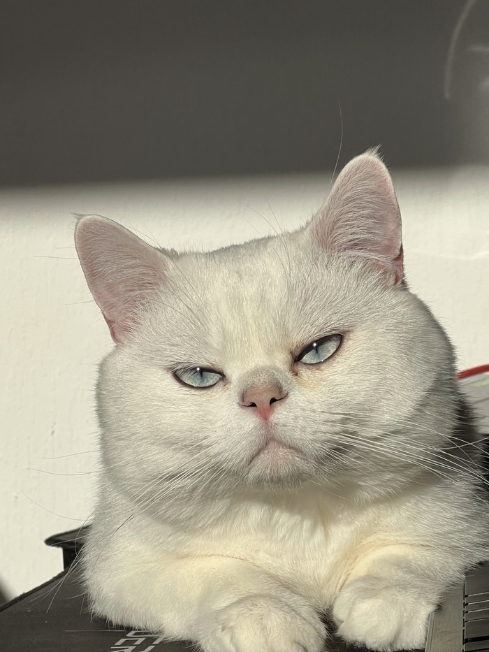 Котик для привлечения внимания