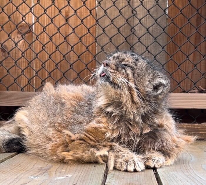 Прощай, Табби :(