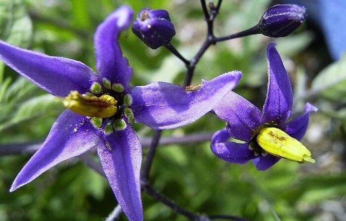  -,  Solanum dulcamara.    .    .