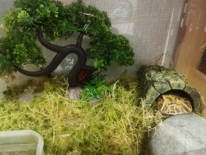 Happy Wednesday guys, from my frog guy! - My, Wednesday, Frogs, Toad, Enthusiasm, Birthday, Longpost, It Is Wednesday My Dudes
