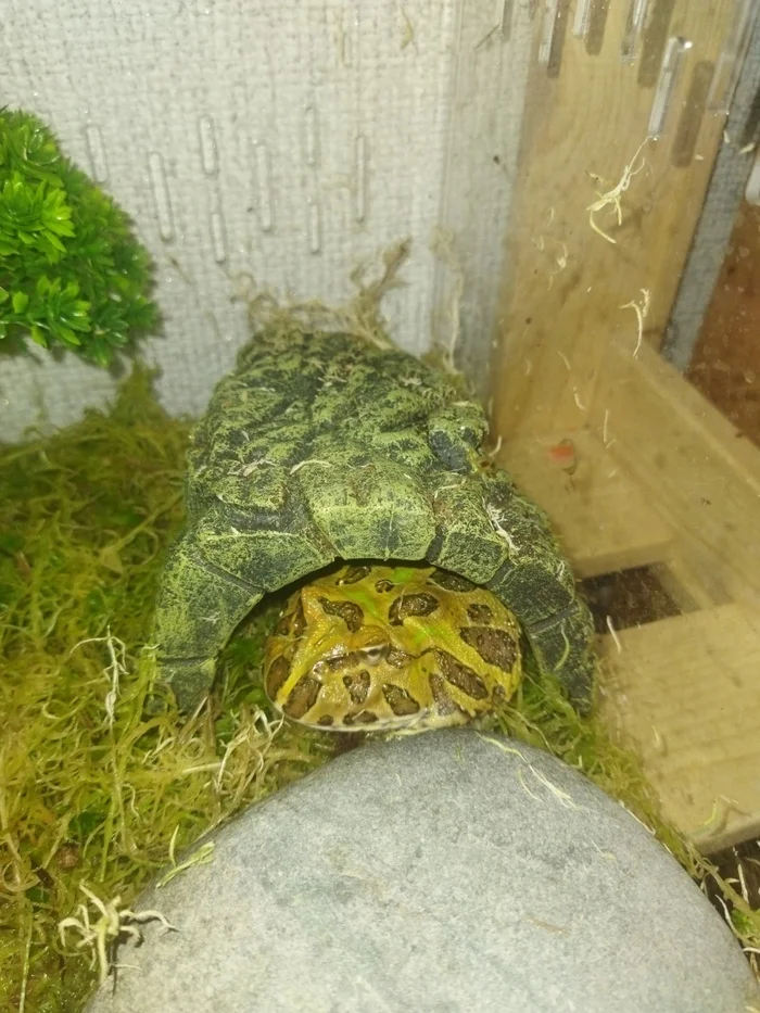 Happy Wednesday guys, from my frog guy! - My, Wednesday, Frogs, Toad, Enthusiasm, Birthday, Longpost, It Is Wednesday My Dudes