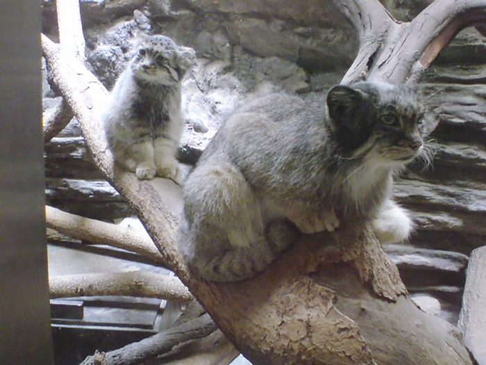 Табби со своей мамой Лалой.