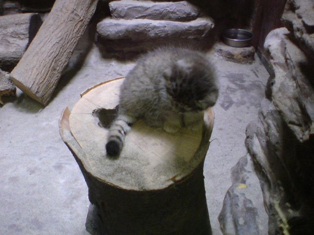 Вот от кого у Бола любовь к пням ^_^