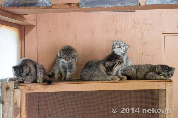 Табби с детками.