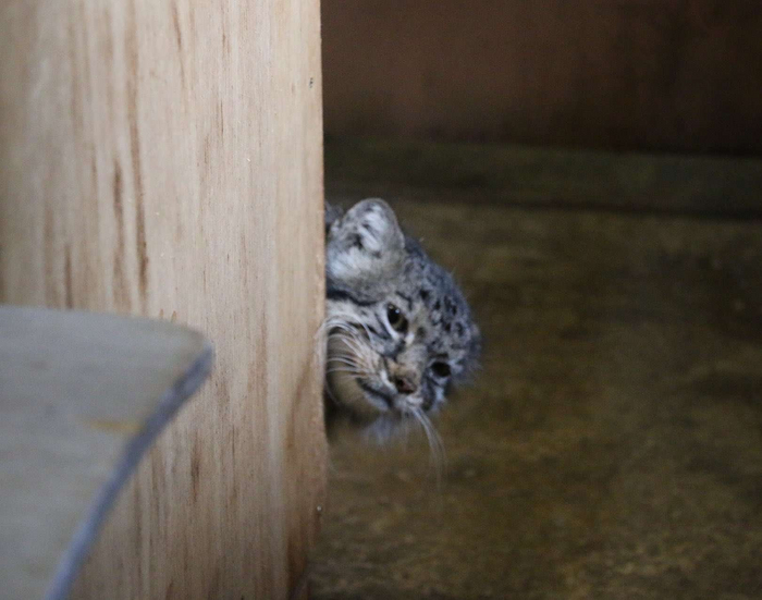 Кто пришёл, что принёс?