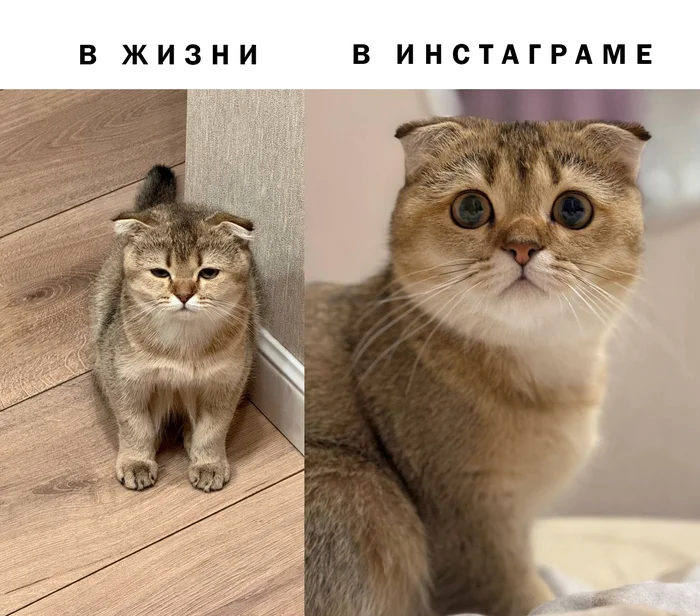 Reality - Домашние животные, Юмор, Шотландская вислоухая, Кот, Картинка с текстом