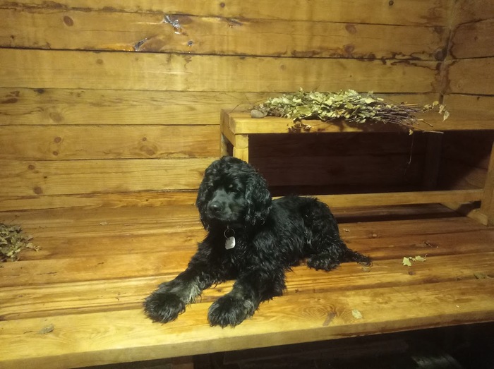 Мой гавкающий питомец