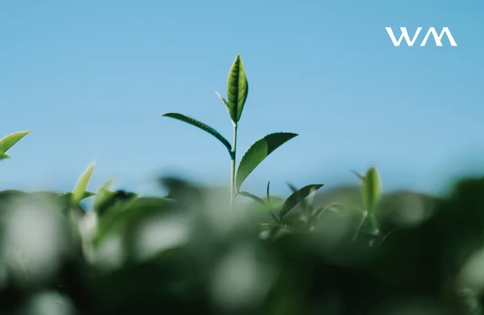 Why do cosmetic brands use plant blends and why does each product need its own? - Leather, Personal care, Cosmetics, Plants, Longpost