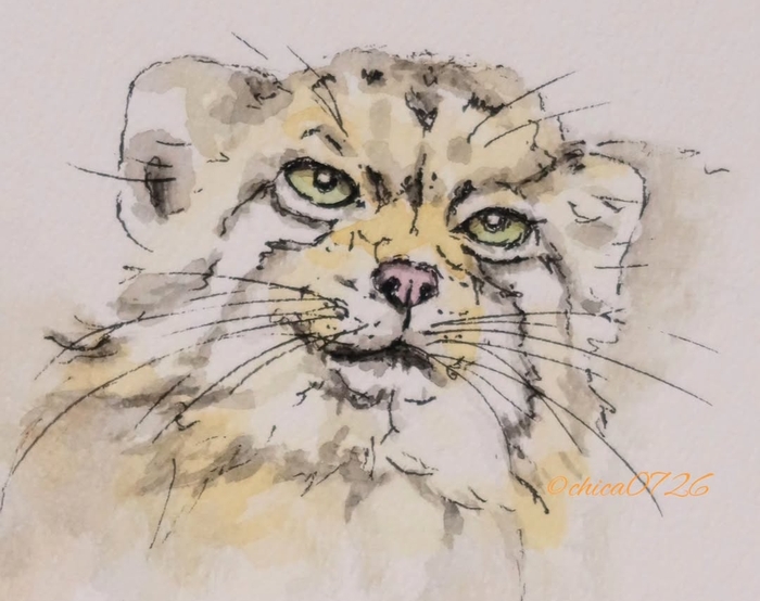 Светлой памяти старейшины манульего мира