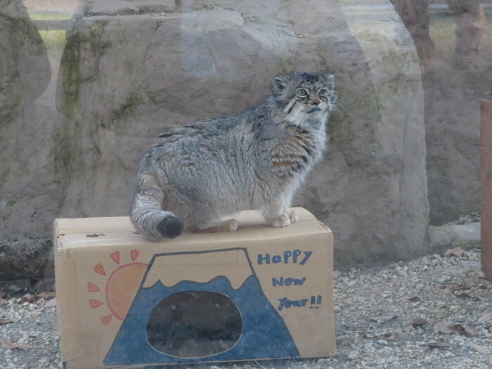 Табби -- покорительница Фуджи-сан!