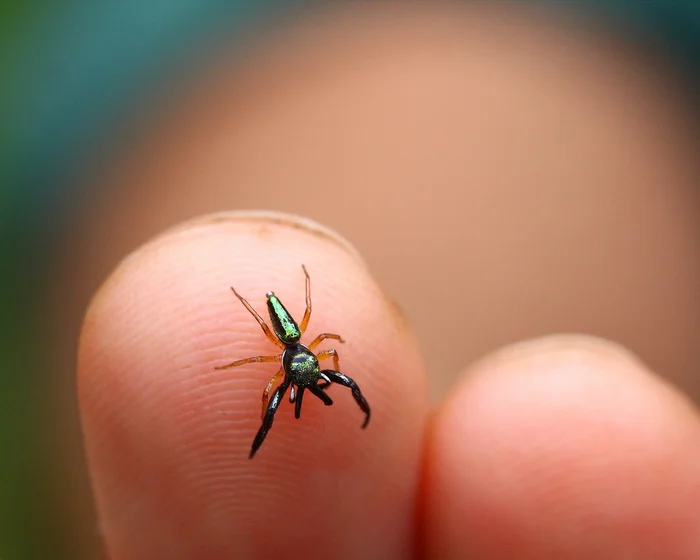 Bagheera kiplingi: How does the world's only herbivorous spider live? - Bagheera, Spider, Insects, Yandex Zen, Yandex Zen (link), Longpost