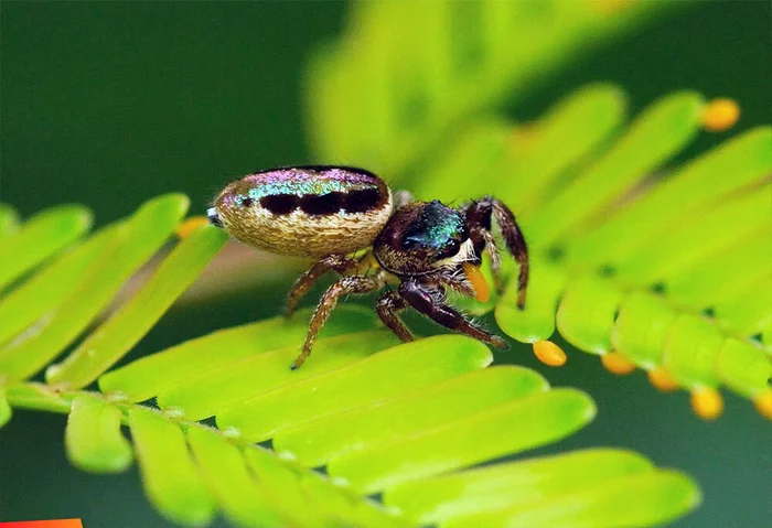 Bagheera kiplingi: How does the world's only herbivorous spider live? - Bagheera, Spider, Insects, Yandex Zen, Yandex Zen (link), Longpost