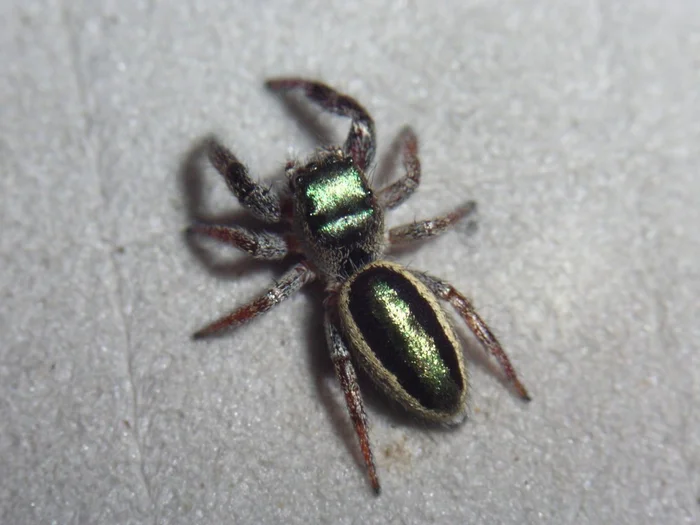 Bagheera kiplingi: How does the world's only herbivorous spider live? - Bagheera, Spider, Insects, Yandex Zen, Yandex Zen (link), Longpost