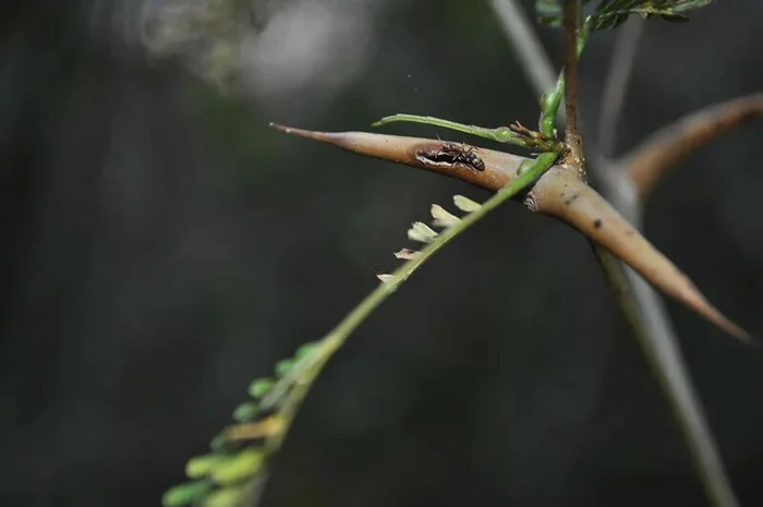 Bagheera kiplingi: How does the world's only herbivorous spider live? - Bagheera, Spider, Insects, Yandex Zen, Yandex Zen (link), Longpost