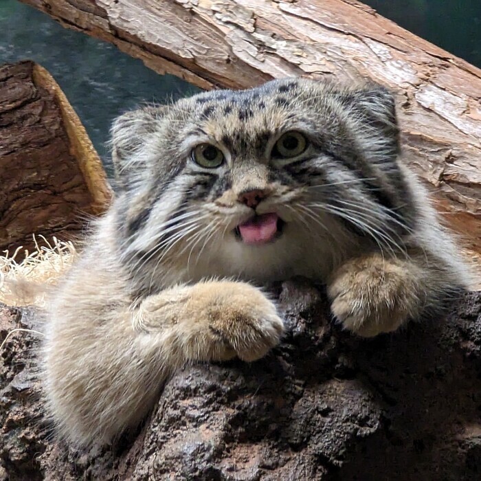 ������. ������� � 2018�. ����� � �������� ����������