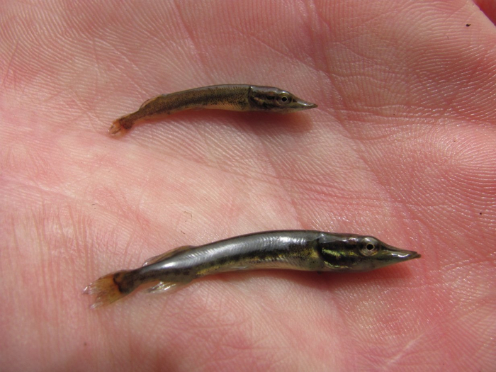  ,     !   ,   - :          1%.