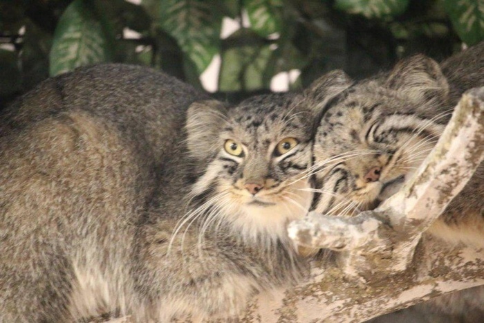 ��� � ���. ���� � ������. �������� � 2014 ����. ��� ����� � �������� ����. ��� ���� �� ������