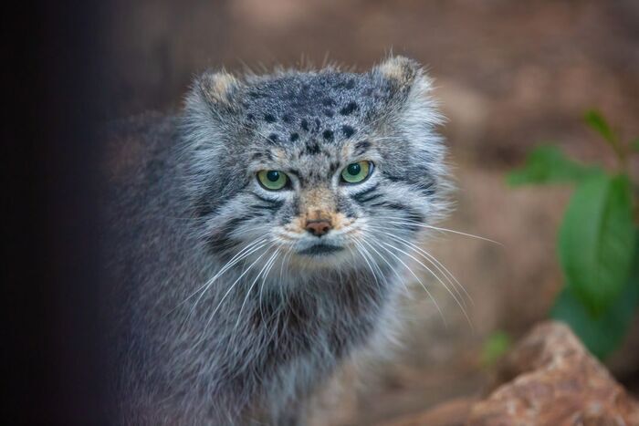 ������. ������� � 2017 ����. ���� �� ������. ��� � �������� ������ �������