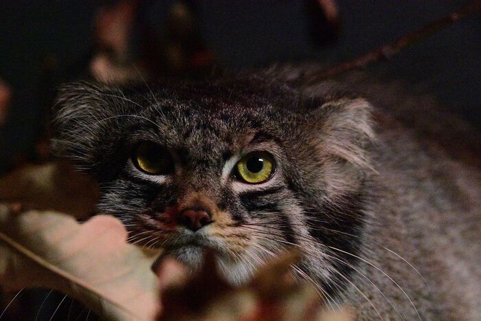 ����. ������� � 2017 ����. ����� � �������� ���� ��������