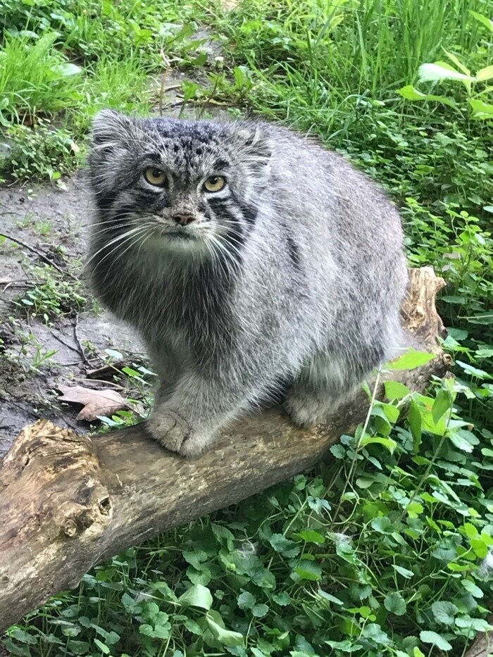 ��� ��. ������� � 2017 ����. ������� ������