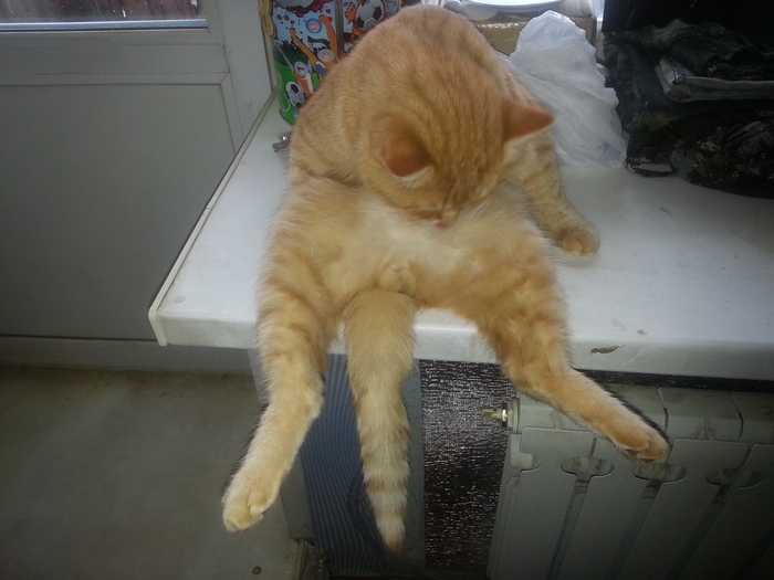 Кот - акробат!