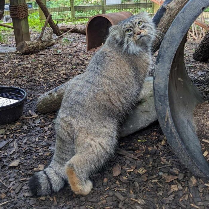 ������ (����). ������� � 2017 ����. ����� � �������� �����