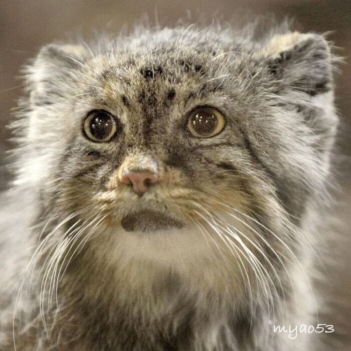 ��. �������� � 2010 ����. ����� � �������� ����