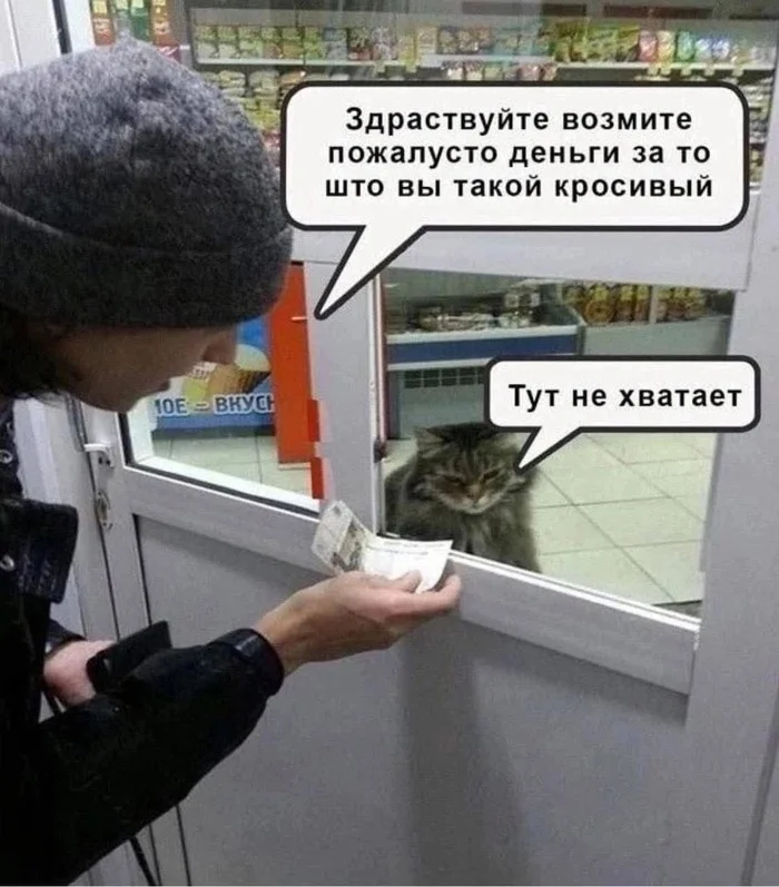 Handsome - cat, Confession, Picture with text