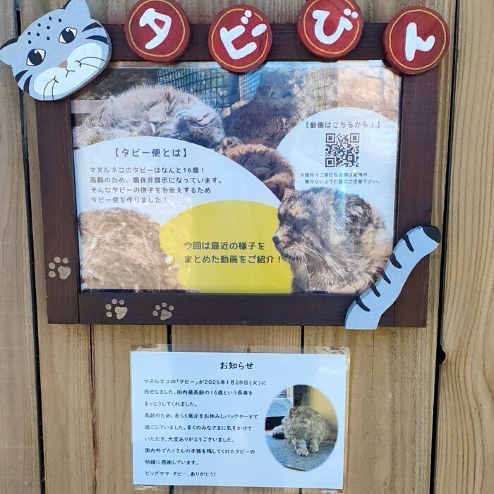 В день памяти Табби