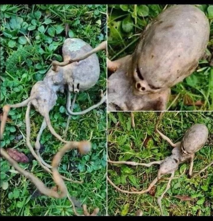 Картоха в припяти