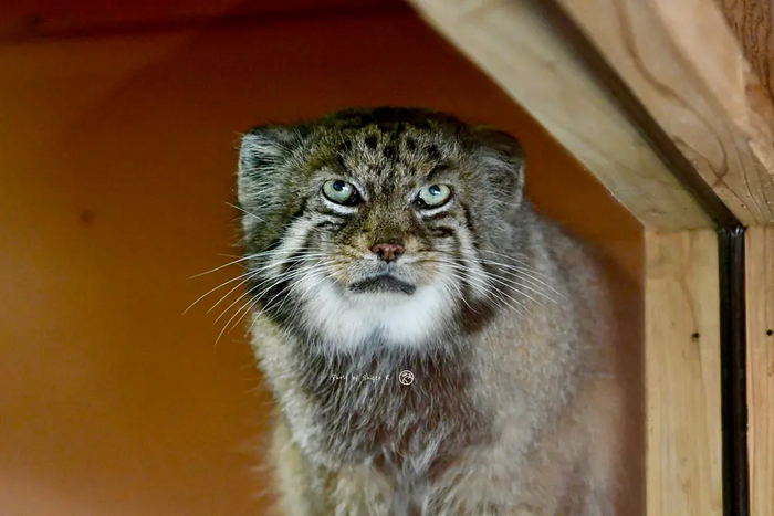 ���������. ������� � 2004 ����. ���� �� ������. ��� � �������� �������. ����� ���� Shigeo