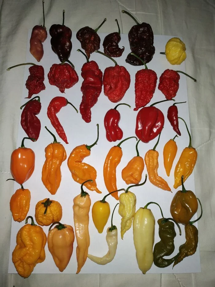 Third year. Experiment. - My, Chilli, Carolina Reaper, Carolinian Reaper, Scorpion Trinidad, Habanero, Spicy cuisine, Longpost