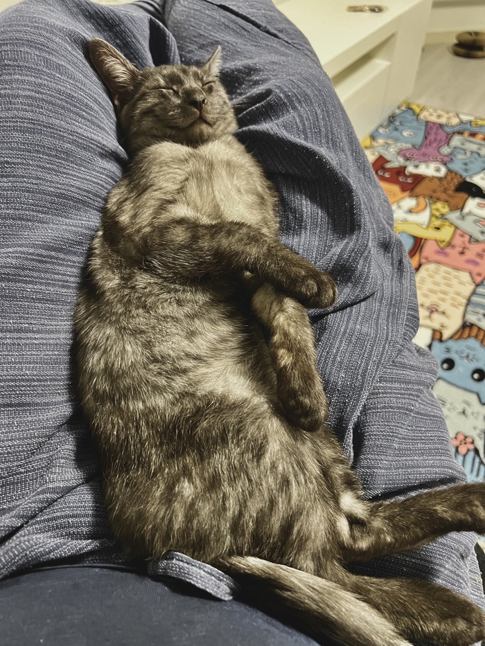 Постил я давече кота