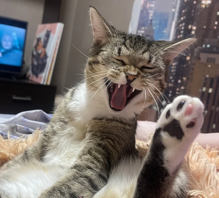 Acquaintance - Pets, cat, Acquaintance