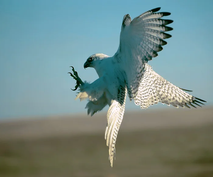 Merlin - The photo, From the network, wildlife, Birds, Ornithology, Merlin, Falcon