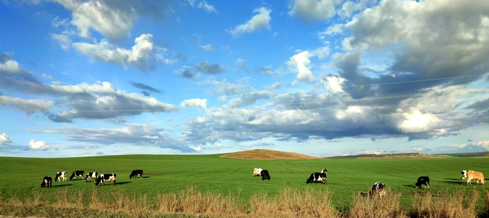 Пастух спит
