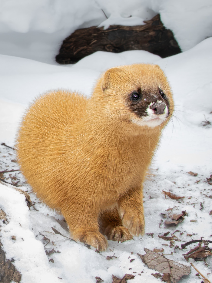  (Mustela sibirica).       ,         . .  .