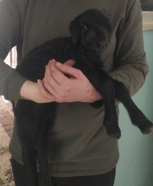 Веселая ферма: пополнение. ягненок