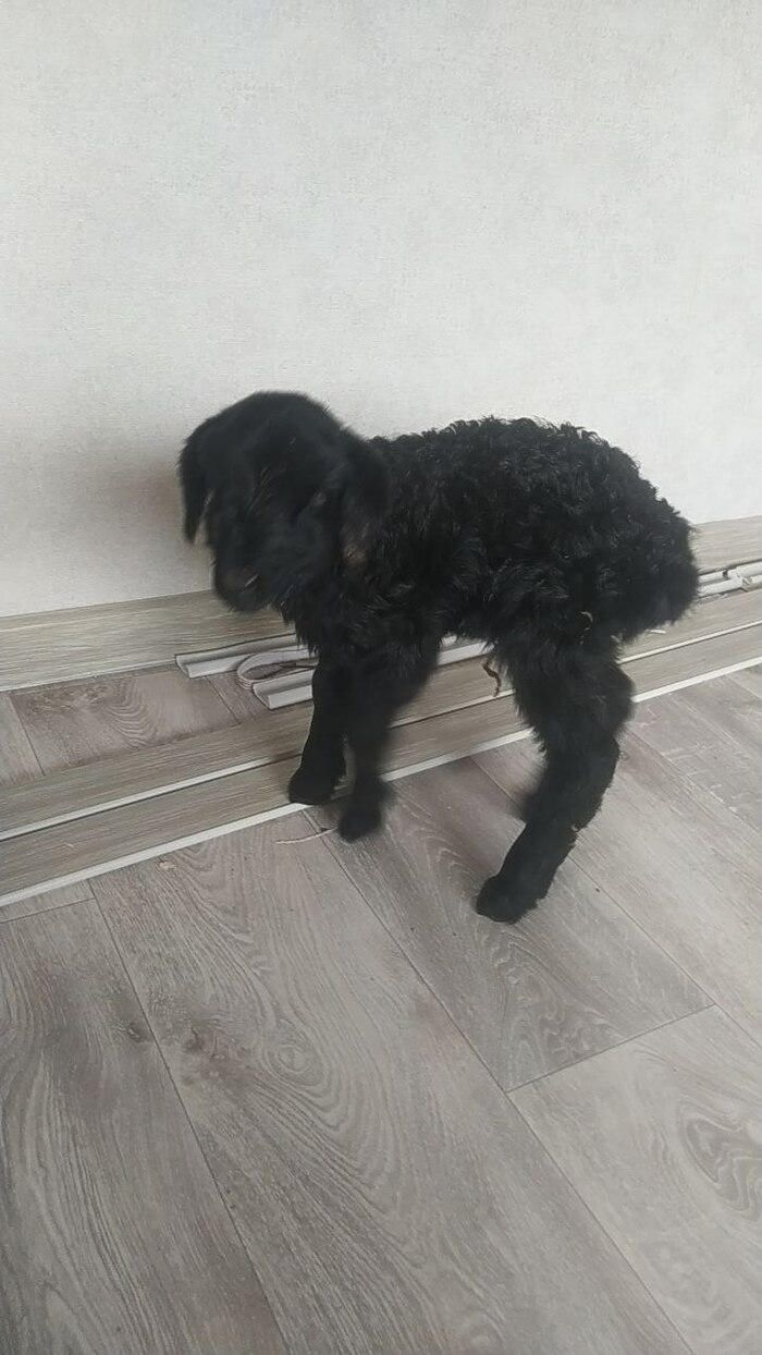 Веселая ферма: пополнение. ягненок