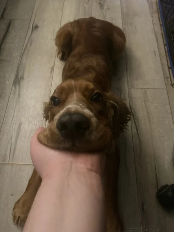 Reply to the post Ready, Set, Go - My, Dog, Rat, Vertical video, Short videos, Reply to post, Pets