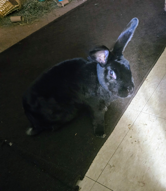 17-летний кролик с Reddit