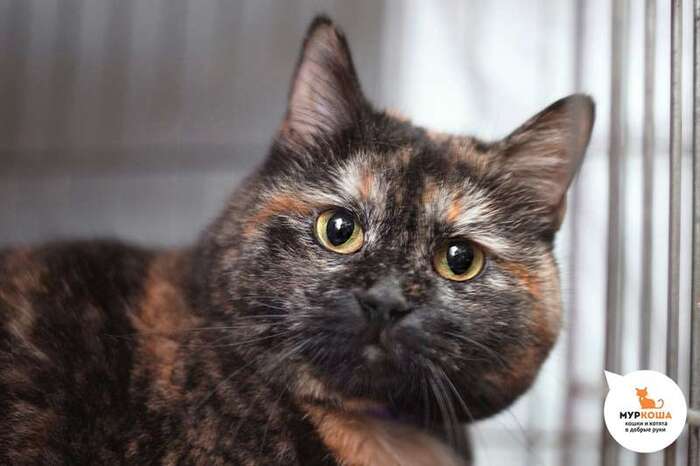 Кошка Карима