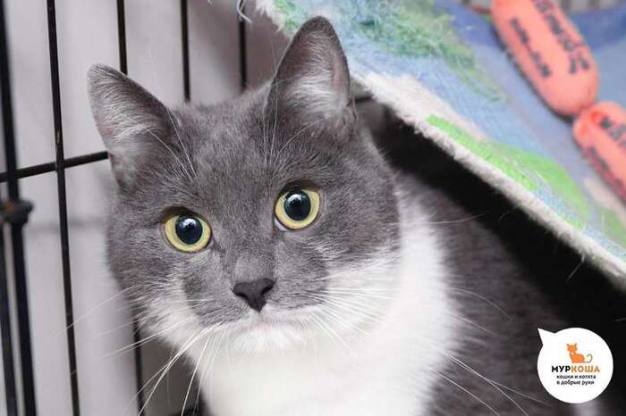 Кошка Окада