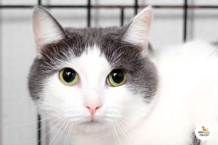 Кошка Сибирь