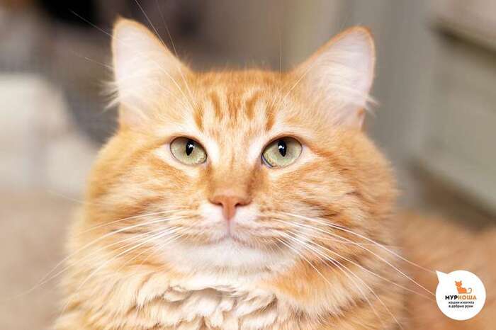 Кот Слайдер