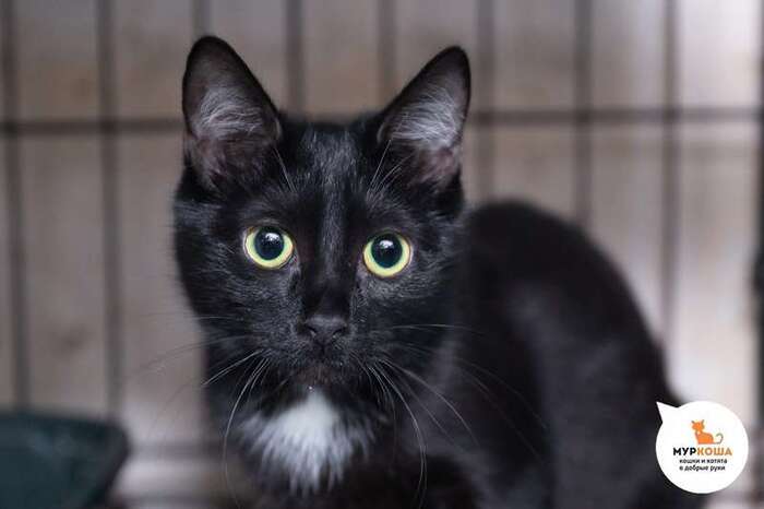 Кошка Блэки