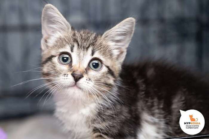 Кошка Зейтин