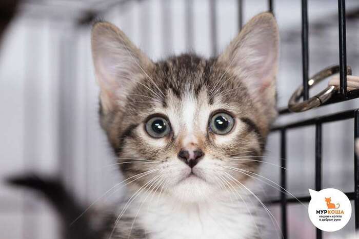 Котёнок Лемонграсс